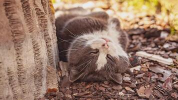 Cute cat belly up video