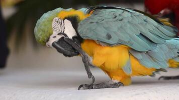 färgrik papegoja från mexico 6 video