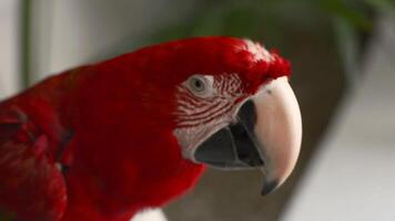 colorida papagaio a partir de México video