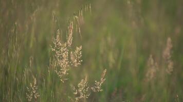 Grass in the summer field 4 video