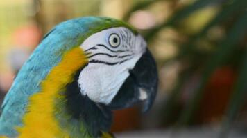 färgrik papegoja från mexico 3 video