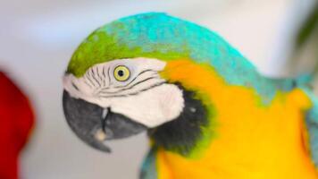 färgrik papegoja från mexico 2 video