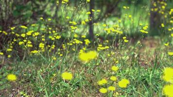 giallo fiori nel il prato 2 video