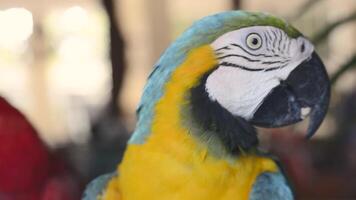 Colorful Parrot from Mexico 4 video