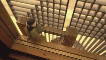 wenig Vogel auf das Fenster 8 video