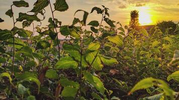 Leaves at sunset in countryside field landscape video