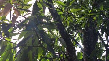 mangue plante dans la nature video