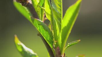 macro detalhe do recentemente brotou folhas video