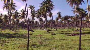 Playa Limon in Dominican republic 11 video