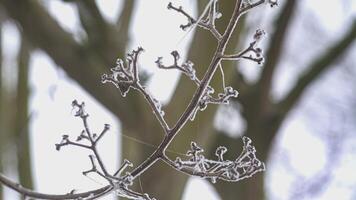 Frozen iced branches of birch tree during sunny day in winter video