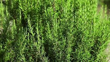 Rosemary plant detail video