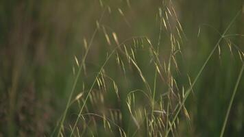 Frühling Feld Hafer 5 video