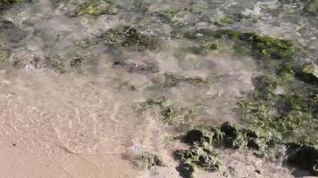 Transparent water of caribbean sea video