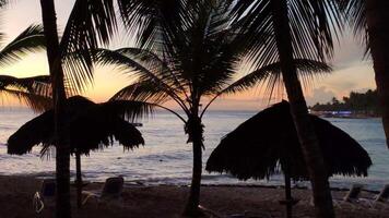 silhuett av palmer vid solnedgången video