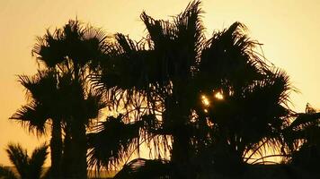 Silhouette of palm trees at sunset video