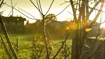 Bare branches at sunset with rain video