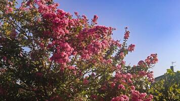 Lagerstroemia speciosa tree flowering in summer video