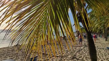 Palma folha detalhe em a de praia video