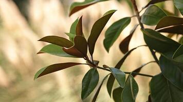 Abstract foliage shot video