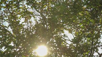 rayons de soleil derrière le branches video
