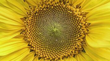 Sunflower macro detail video