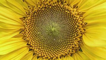 girasole macro dettaglio video