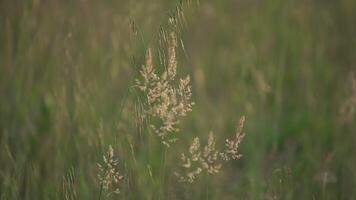 Spring field oats 6 video