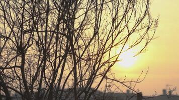 Detail of bare branches at sunset video