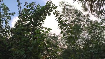 tropische vegetatie detail 2 video