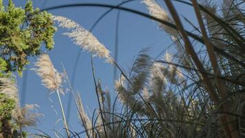 Pampas grass blowing in the wind video