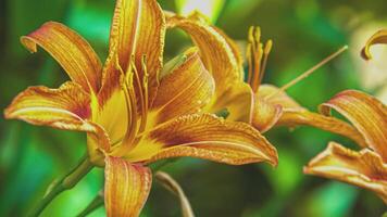 naranja flor detalle 4 4 video