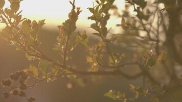 le coucher du soleil entre le branches et feuilles 2 video