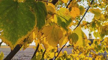 mooi multi gekleurde herfst boom met vertrekken 2 video