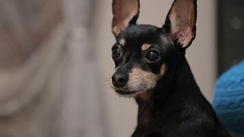 inhemsk miniatyr- pinscher hund video