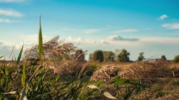 Detail of plant in countryside in autumn 2 video