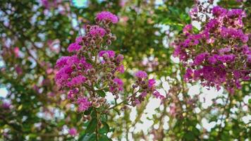 Lagerstroemia flower detail 3 video