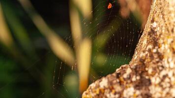 Spider web detail video