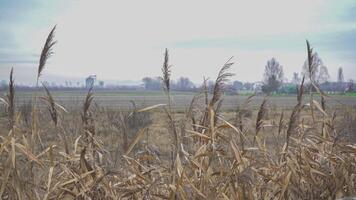 Tranquil landscape countryside stormy sky video