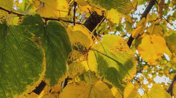 Beautiful multi colored autumn tree with leave 3 video