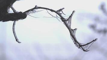 congelé branches de une arbre. la glace sur le branches video