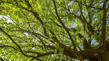 Flowering tree in spring taken from below video