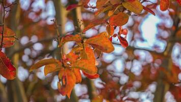 pequeño naranja hojas otoño video