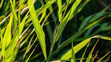 Grass macro detail video