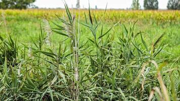 Ditch grass moved by the wind video