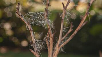 Pollen on dry branches video