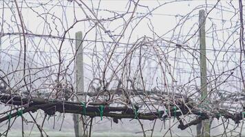 Bare vineyard covered with ice video