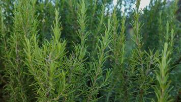 Rosemary plant detail video