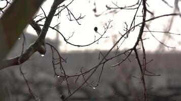 Dew drops in bare branches video