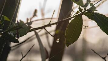 Dew drops in laurel leaves 2 video