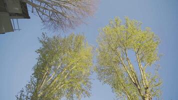 des arbres de au dessous de video